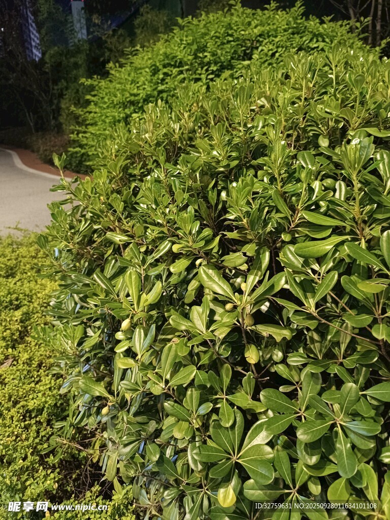绿叶繁茂的灌木丛