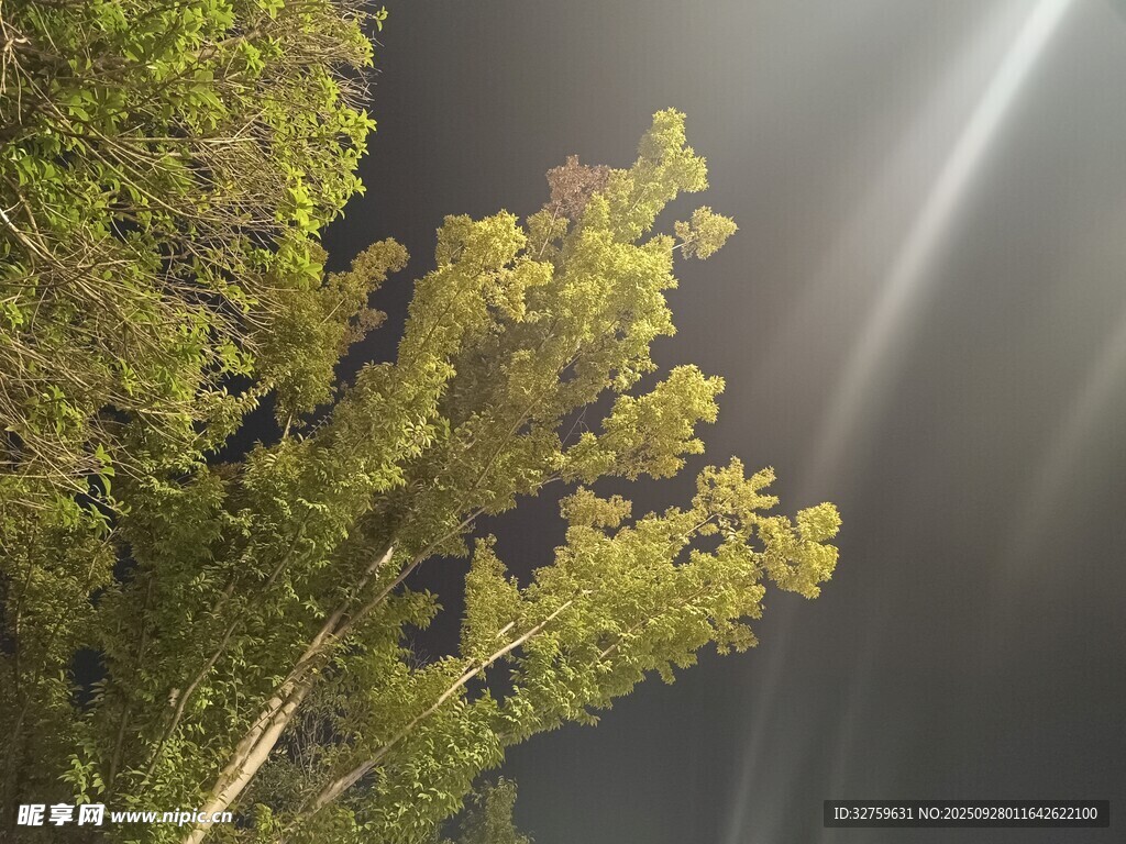 林间光束下的葱郁树木