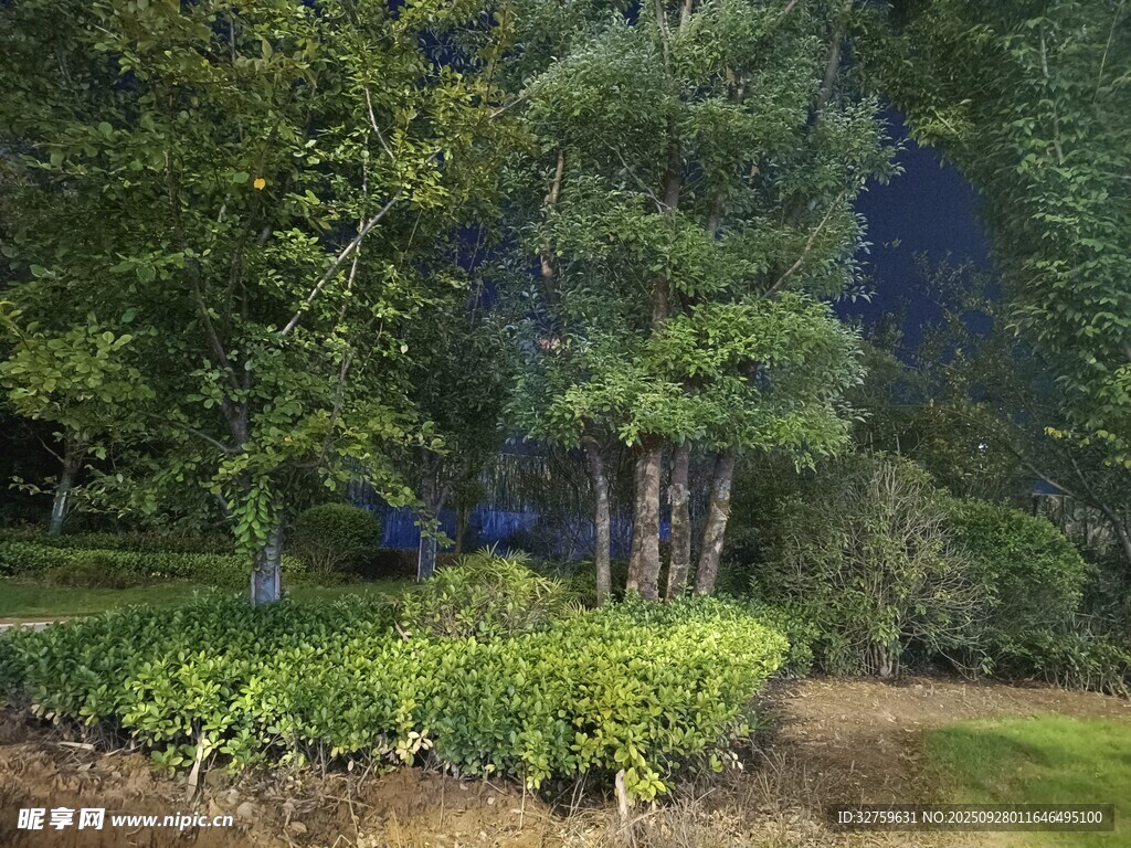 静谧夜晚的林间绿植景观