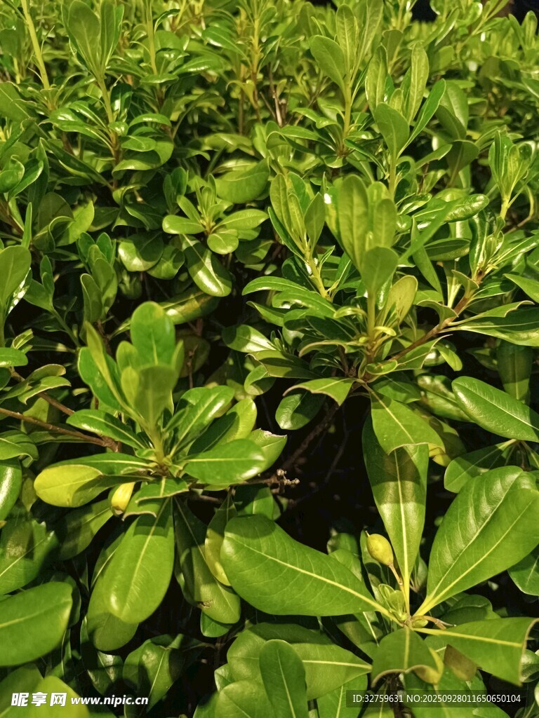 翠绿繁茂的植物群落