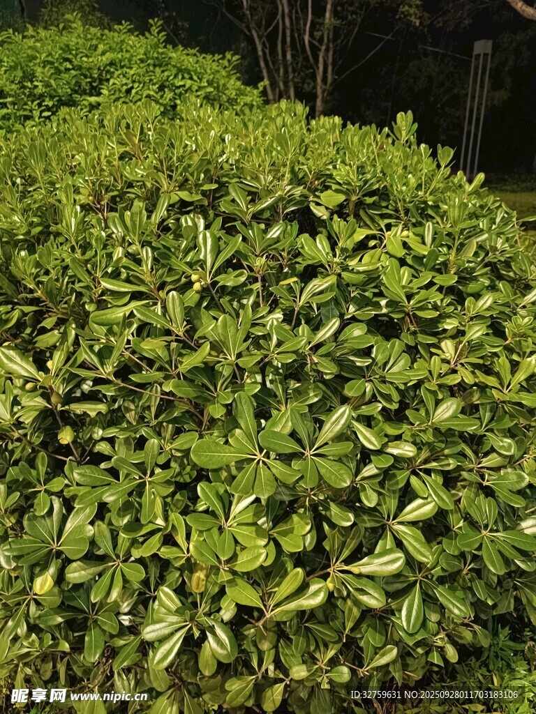 翠绿繁茂的植物景观