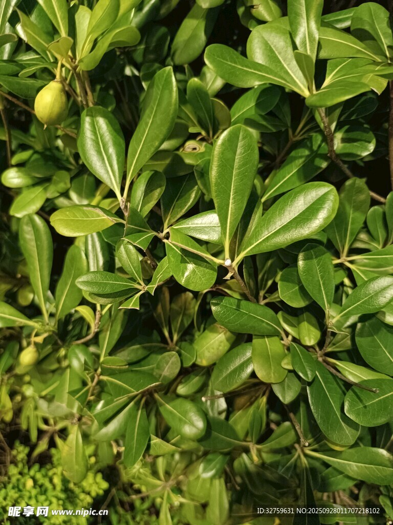 茂密绿叶植物特写