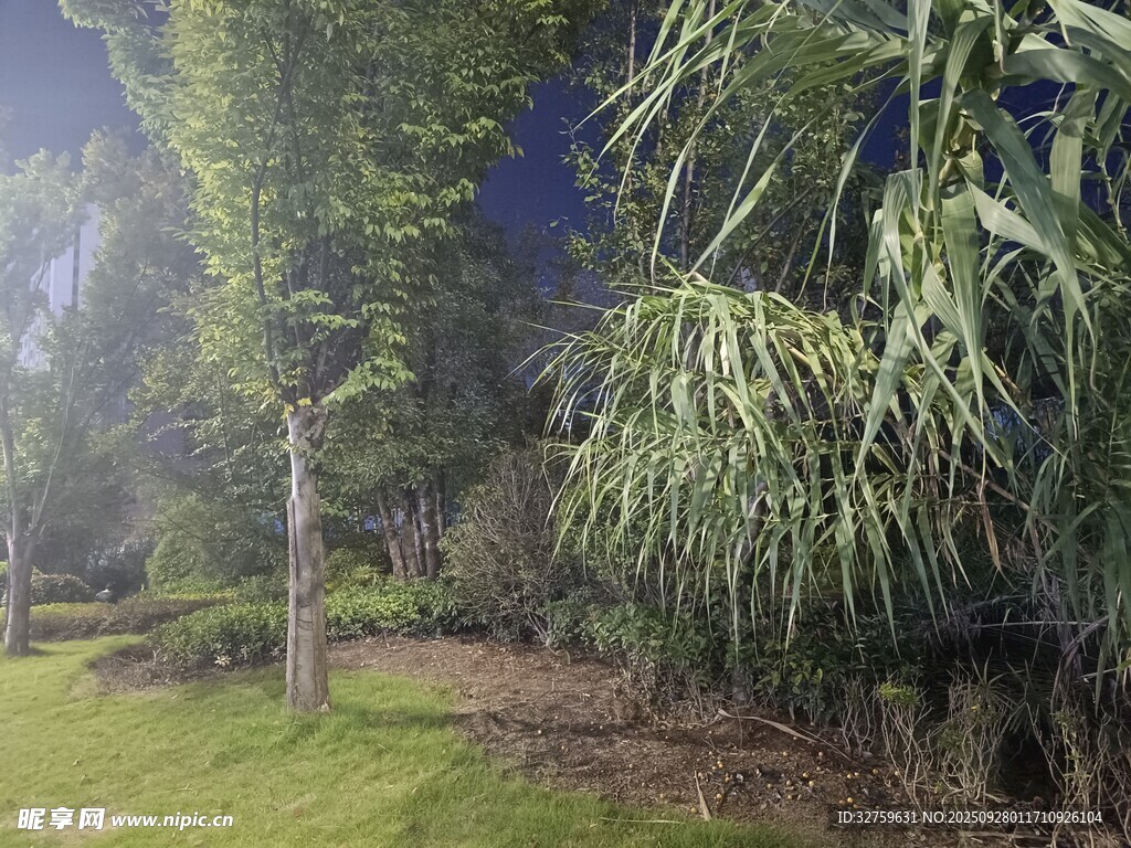 静谧夜色中的葱郁园林
