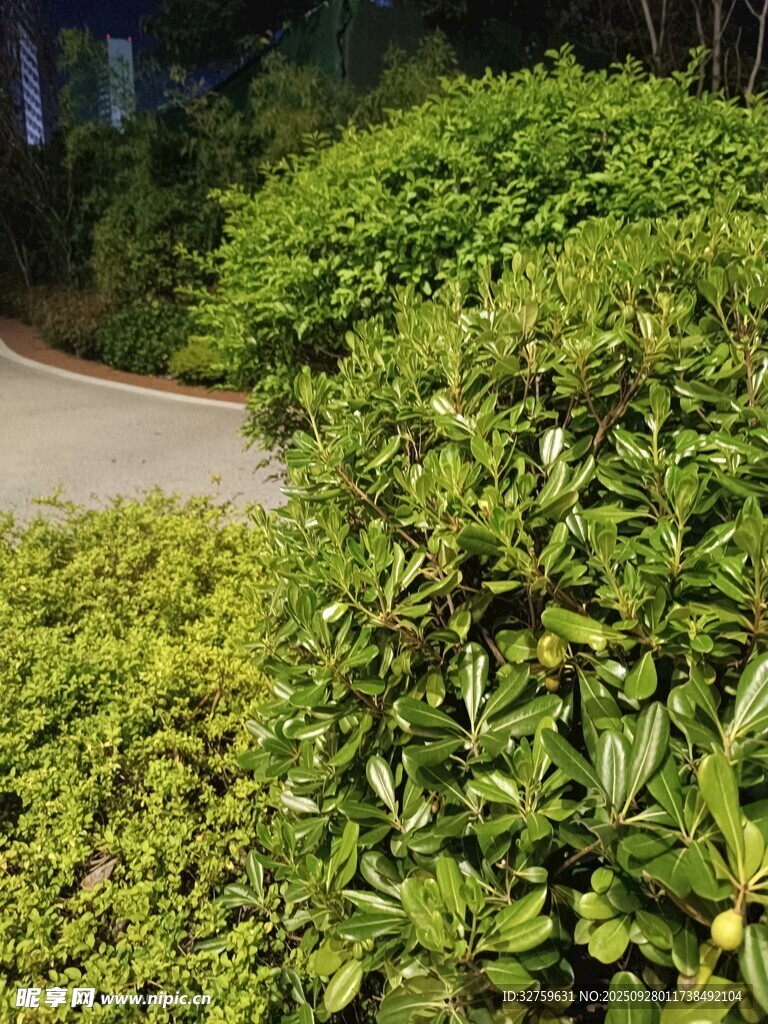 绿意盎然的园林植物景观