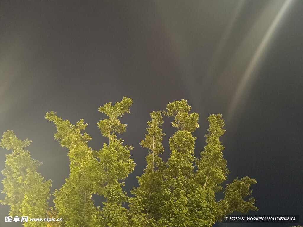 阳光穿透树叶的美丽景象