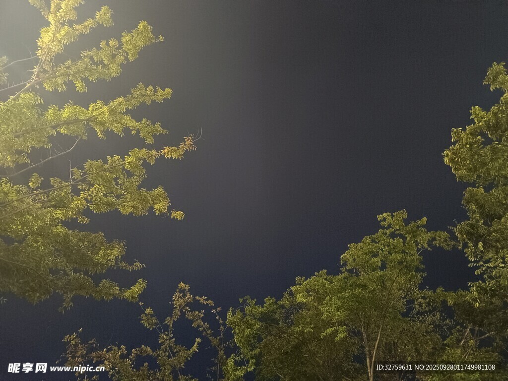 夜空下的葱郁树木