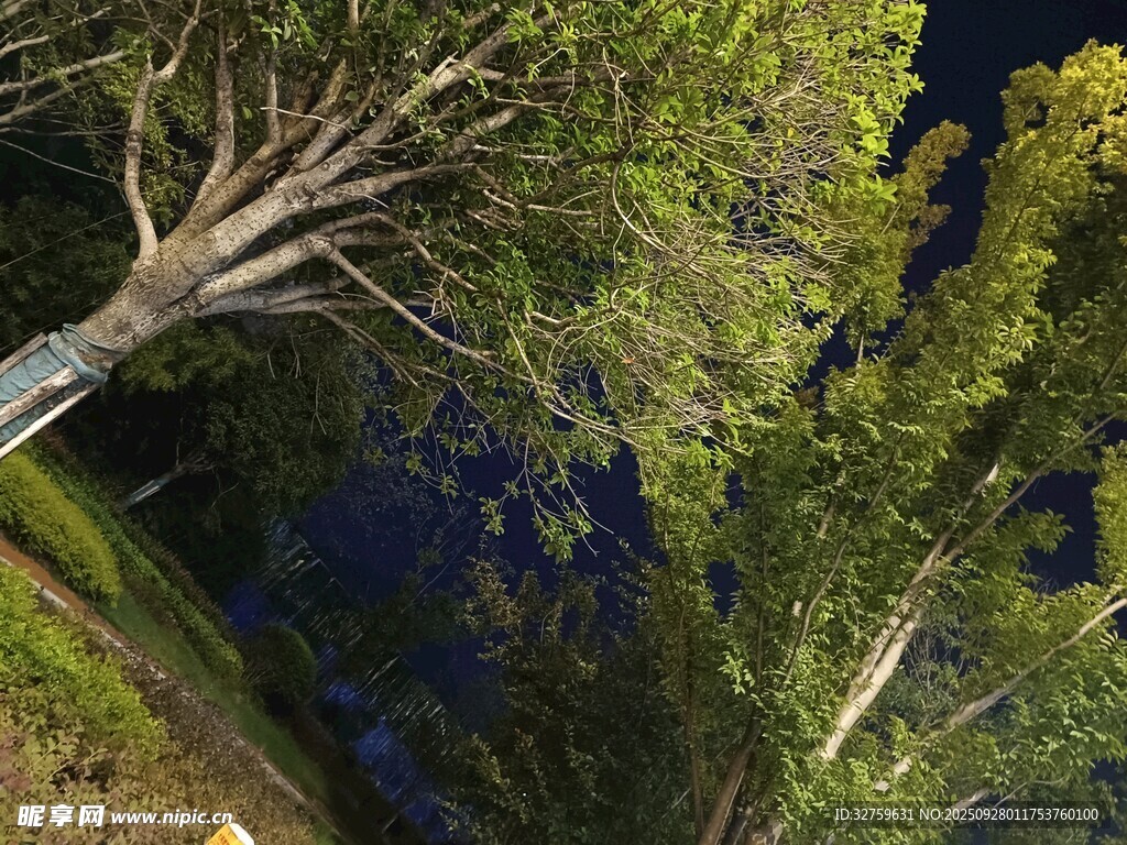 仰望夜空下的葱郁树木