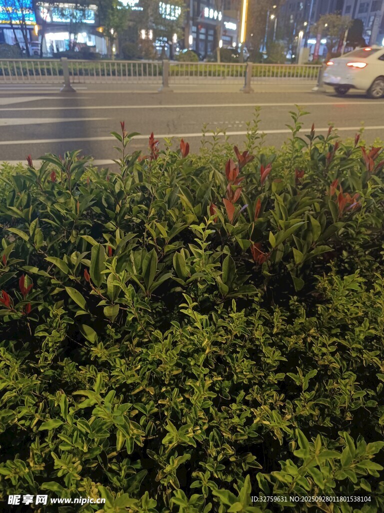 城市道路旁的绿植景观