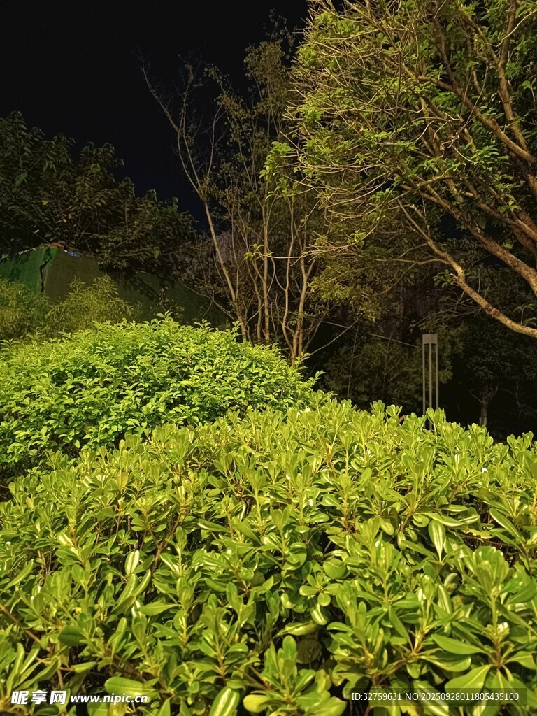 夜幕下的葱郁绿植
