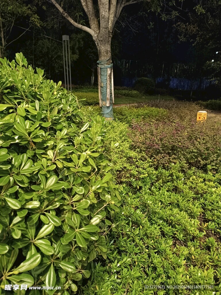 夜晚绿植景观