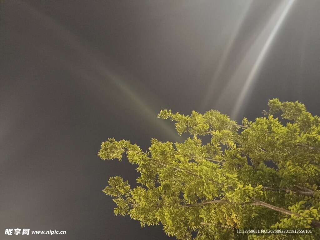 阳光穿透枝叶的绿意瞬间