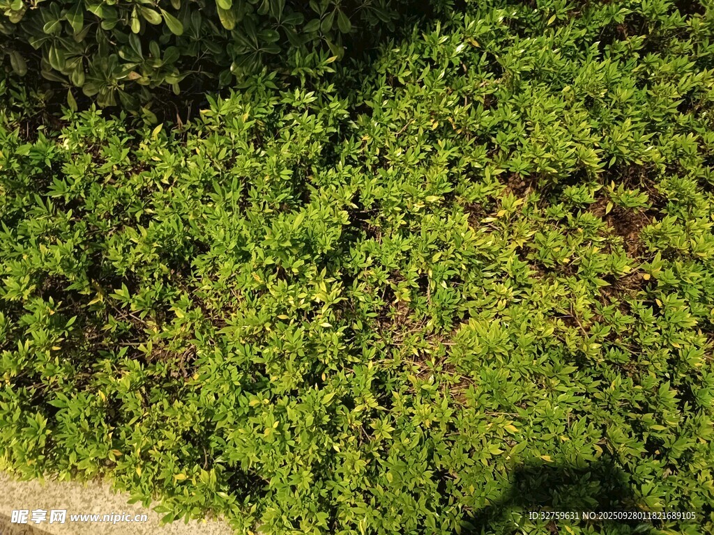 翠绿繁茂的藤蔓植物景观