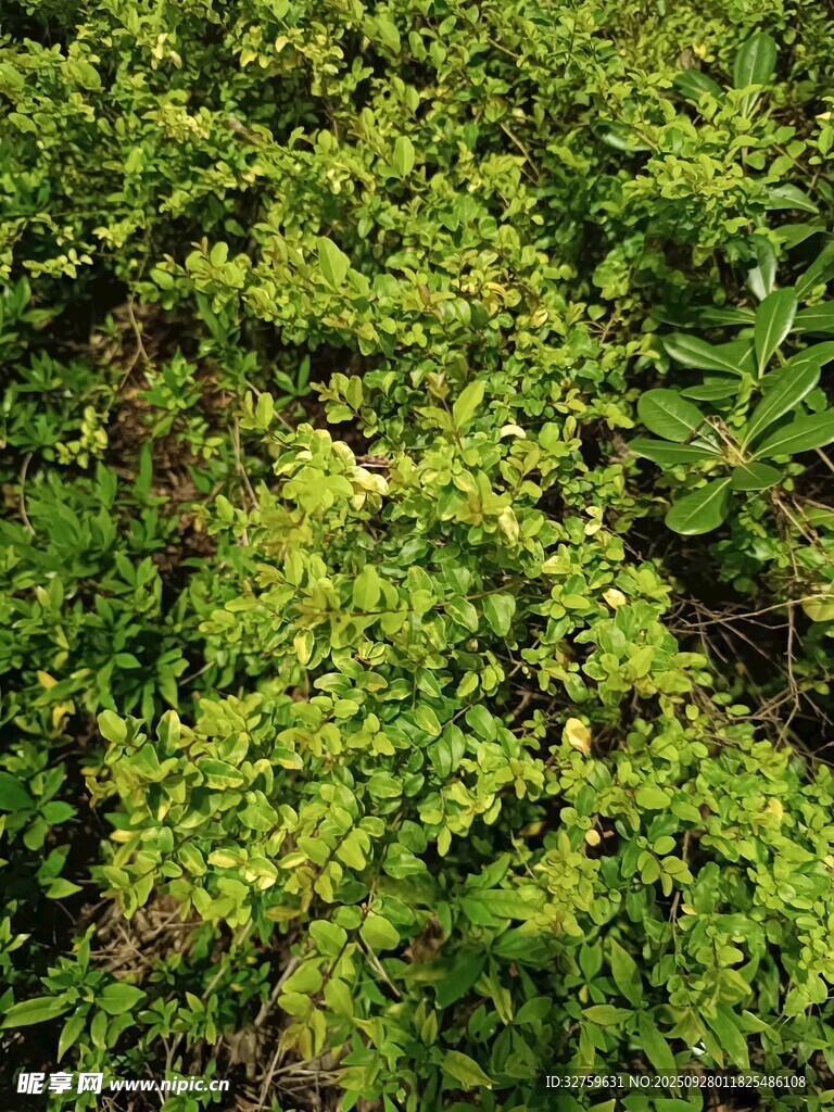 翠绿繁茂的植物景观