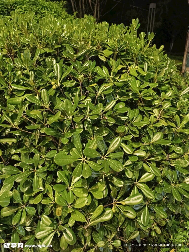 翠绿繁茂的灌木丛