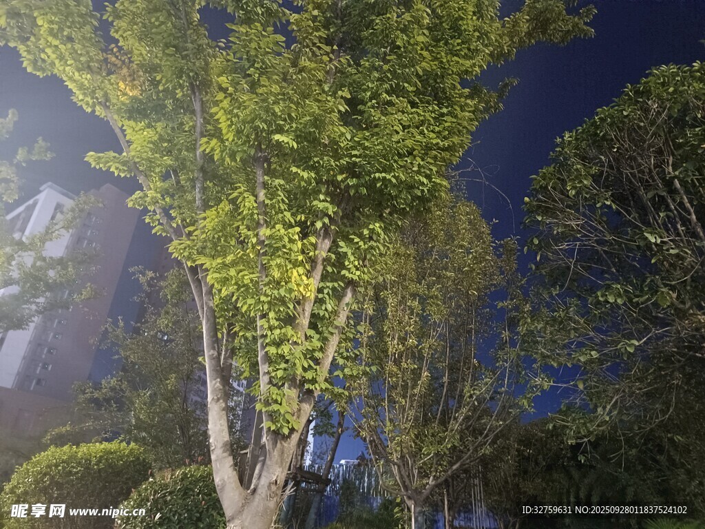 阳光洒落的葱郁树木