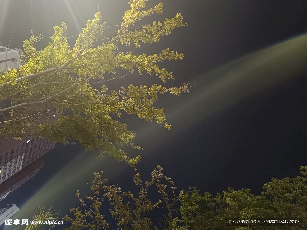 阳光穿透树叶的美丽景象