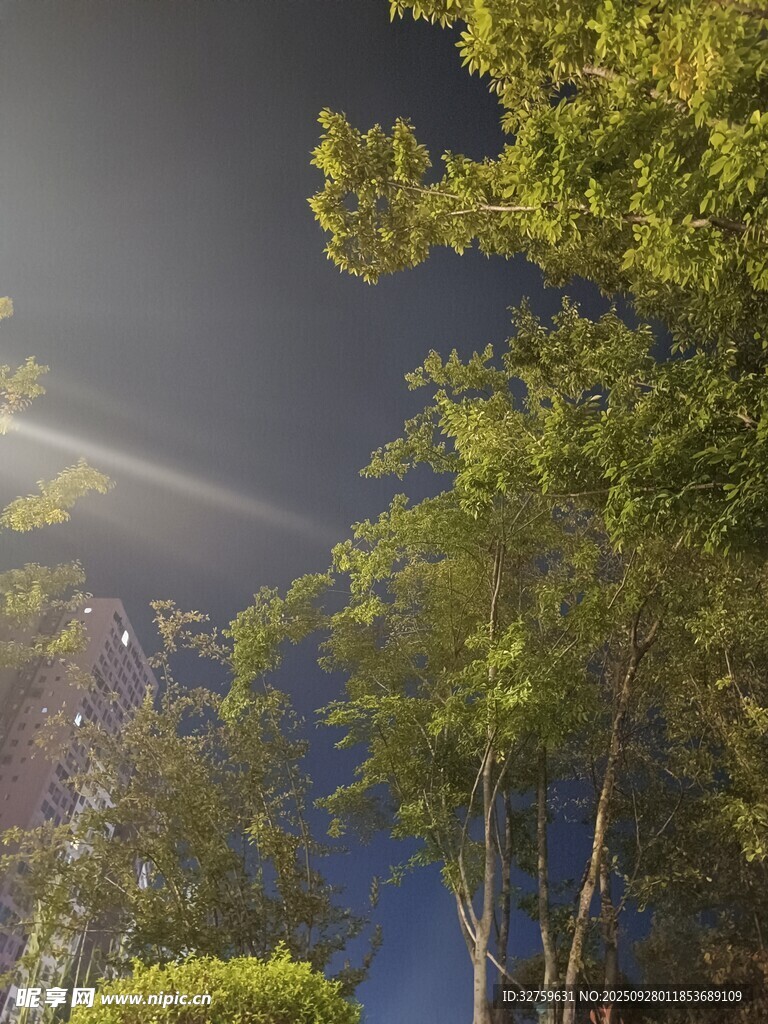 夜幕下树林中的光束景象