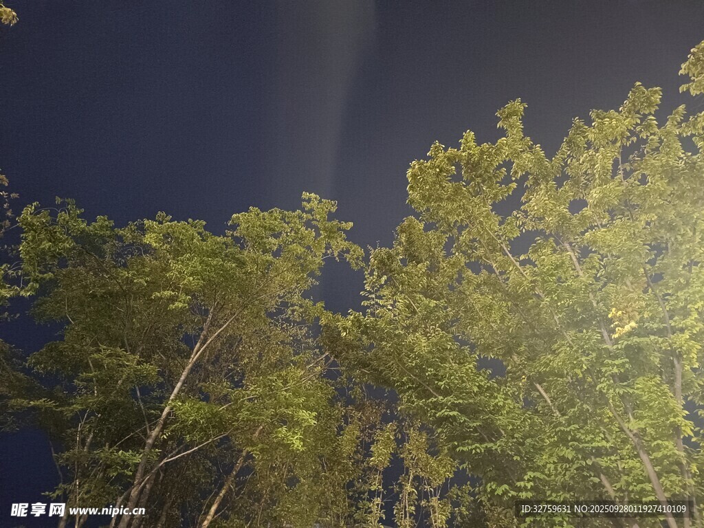 夜空下的葱郁树梢