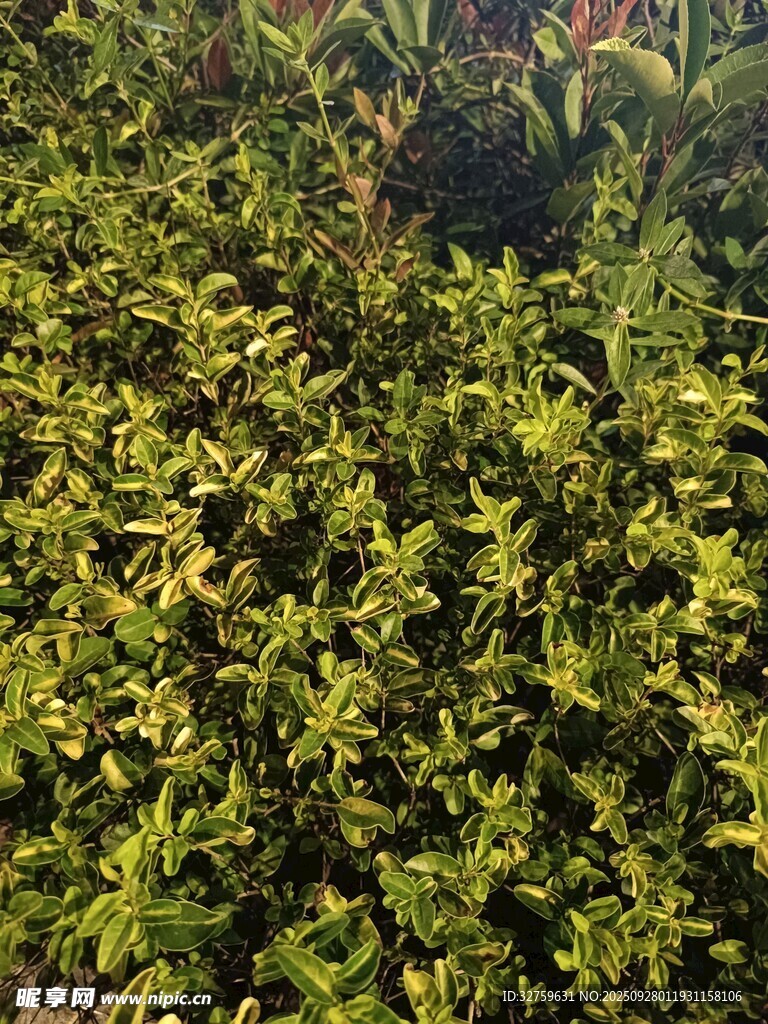 翠绿繁茂的灌木植物