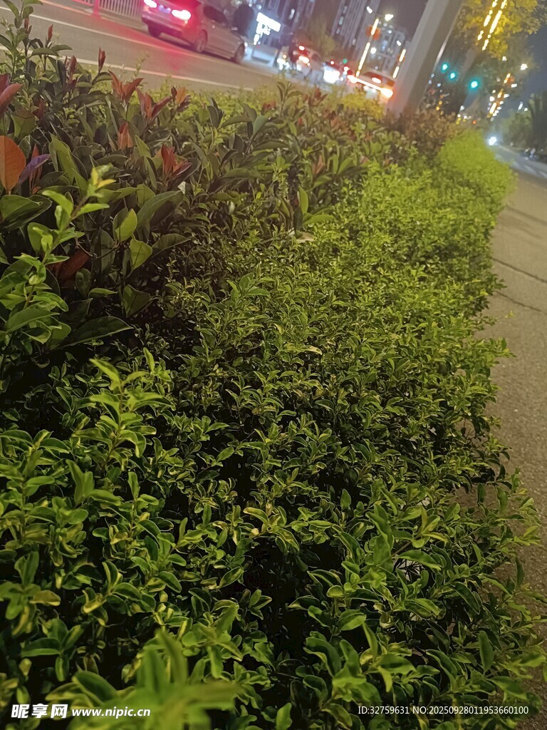 夜晚街边的绿植景观