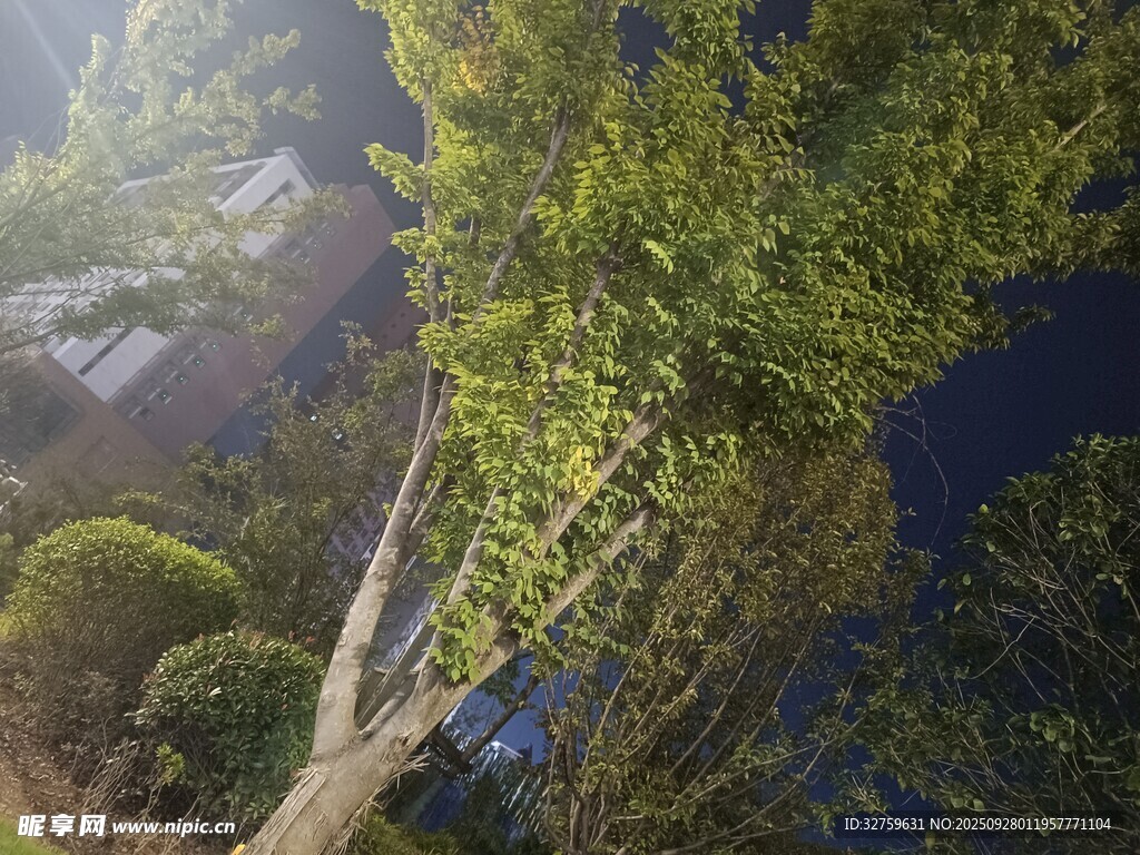 空中俯瞰葱郁山林景观