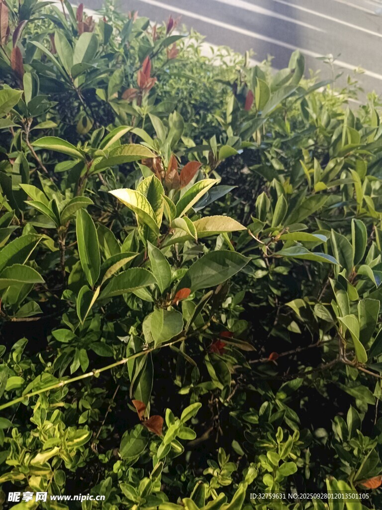 繁茂绿植景观