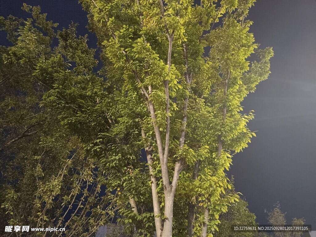 夜幕下的挺拔树木