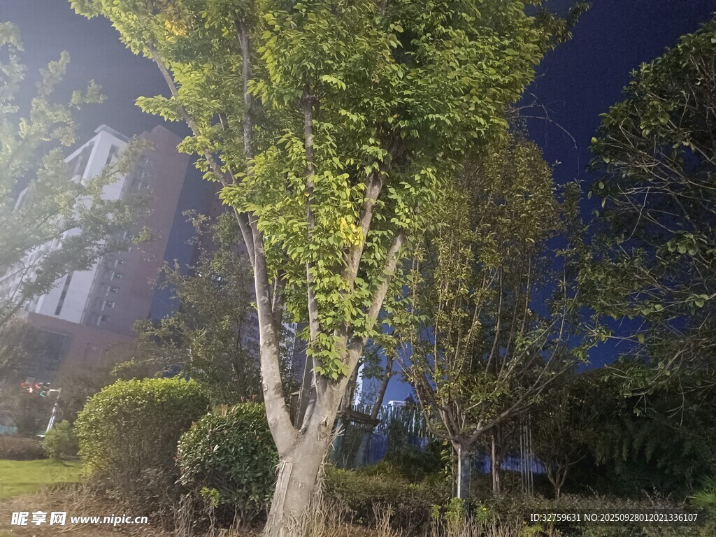 夜晚园林中的葱郁树木