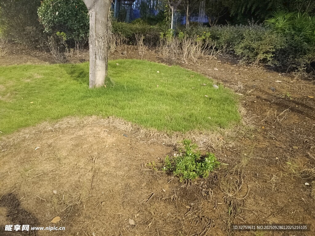户外草地与树木景观