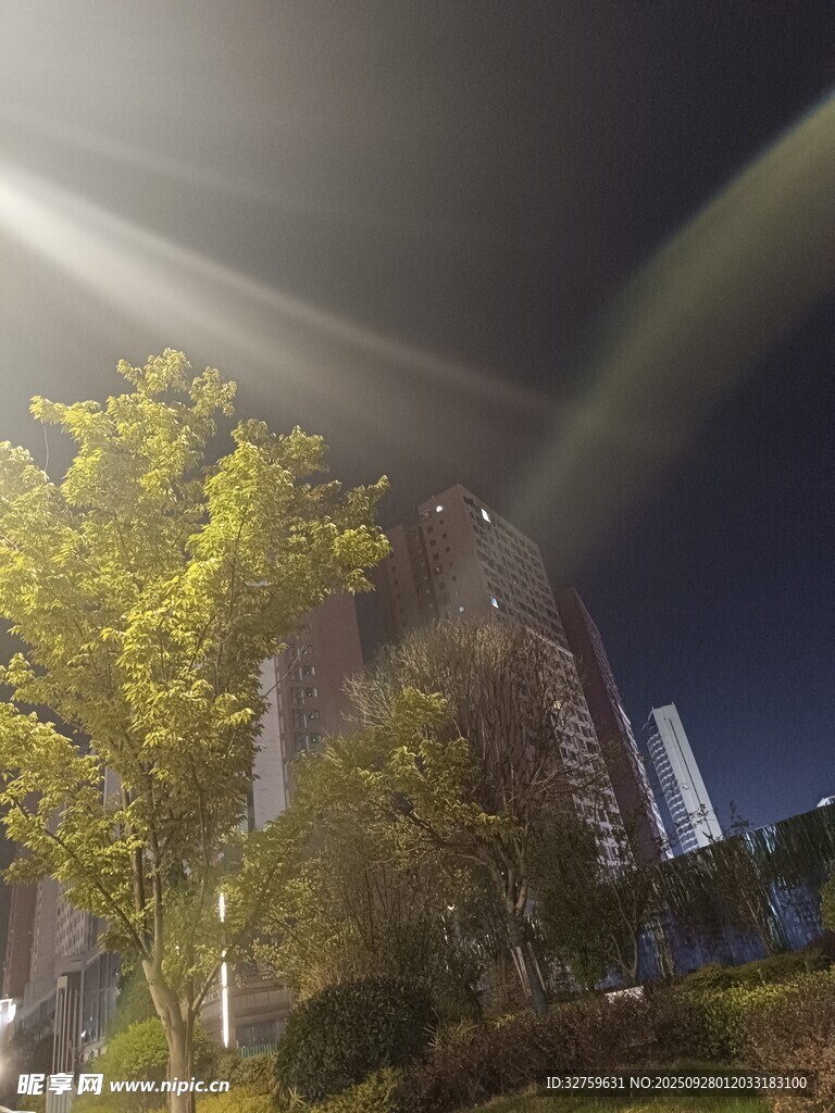 夜晚城市中闪耀的树木景观