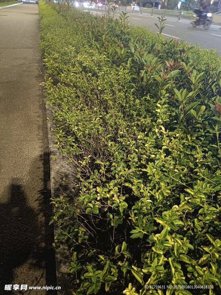 路边翠绿繁茂的灌木丛
