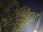 夜晚林间光束穿透树叶
