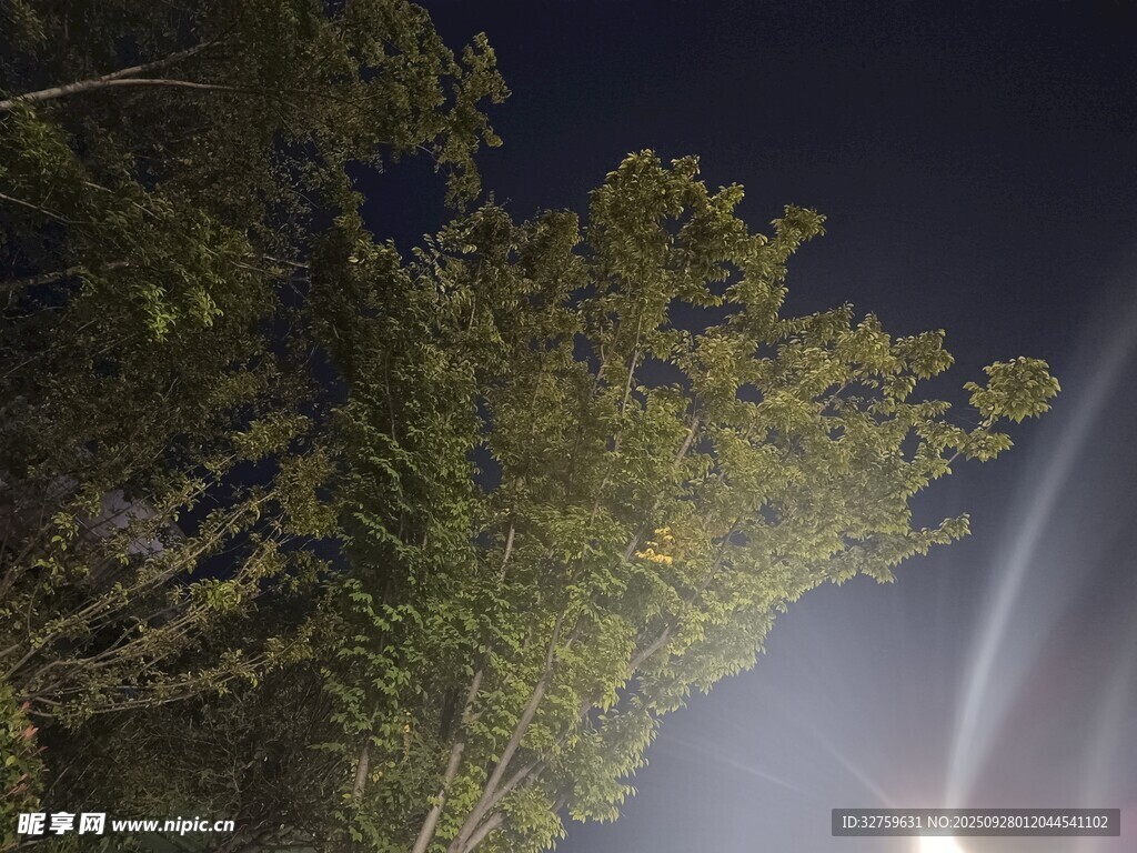 夜晚林间光束穿透树叶