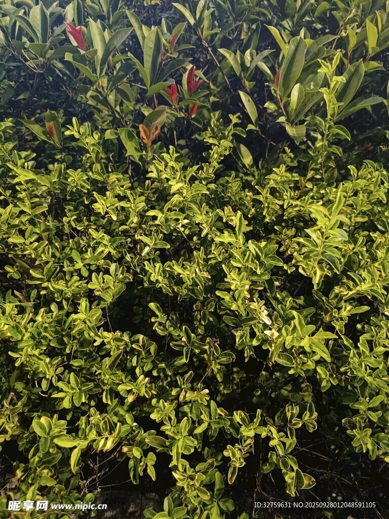 翠绿繁茂的灌木丛景观