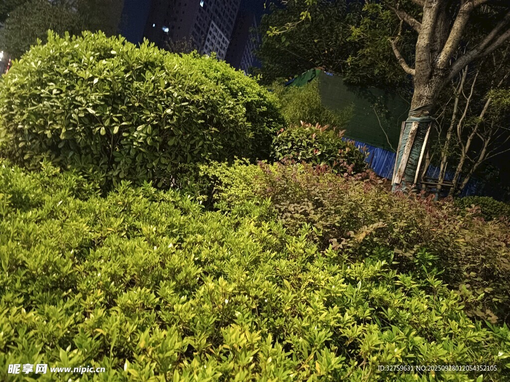 夜晚绿植景观