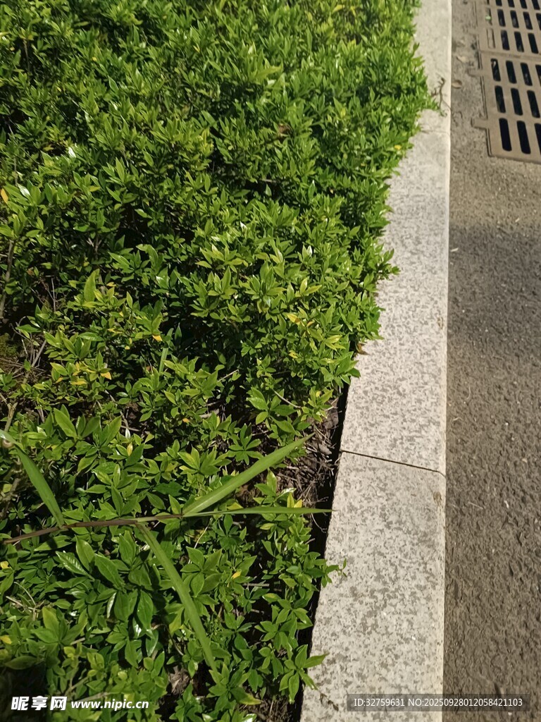 路边绿植与排水沟