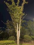 夜晚中的挺拔绿树