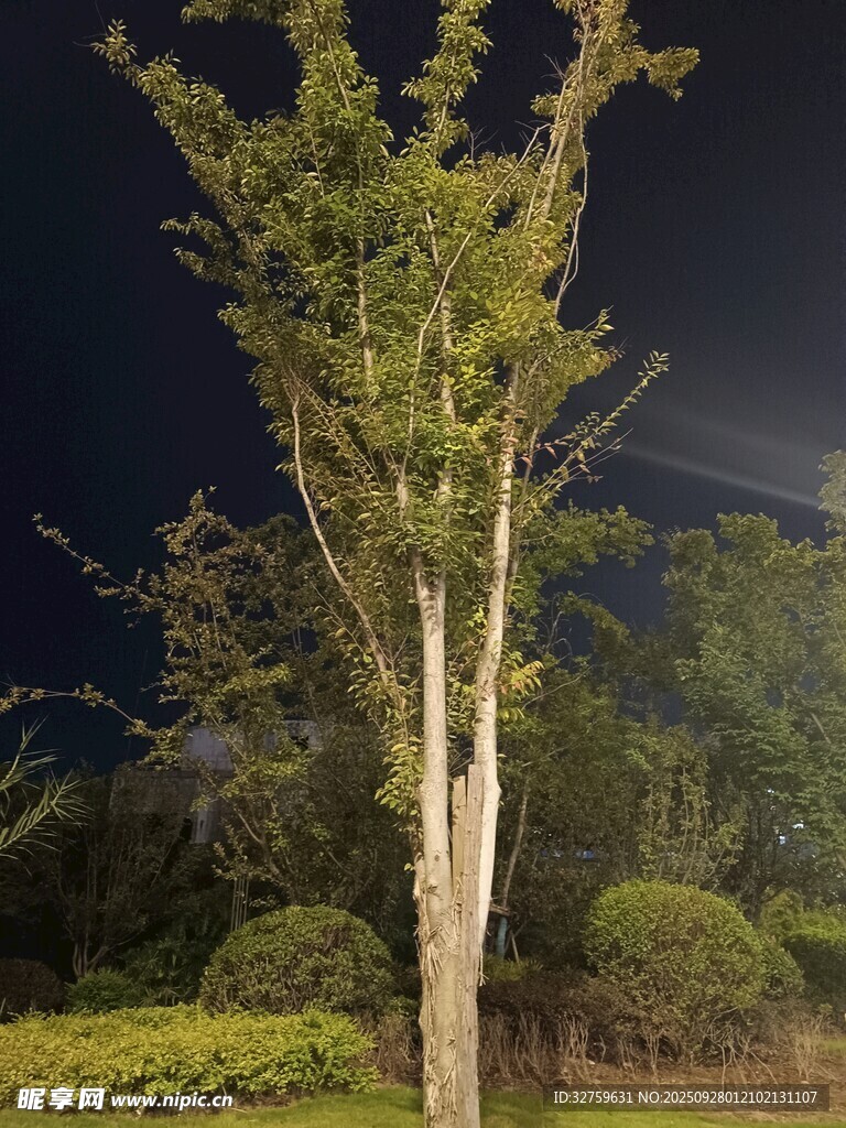 夜晚中的挺拔绿树