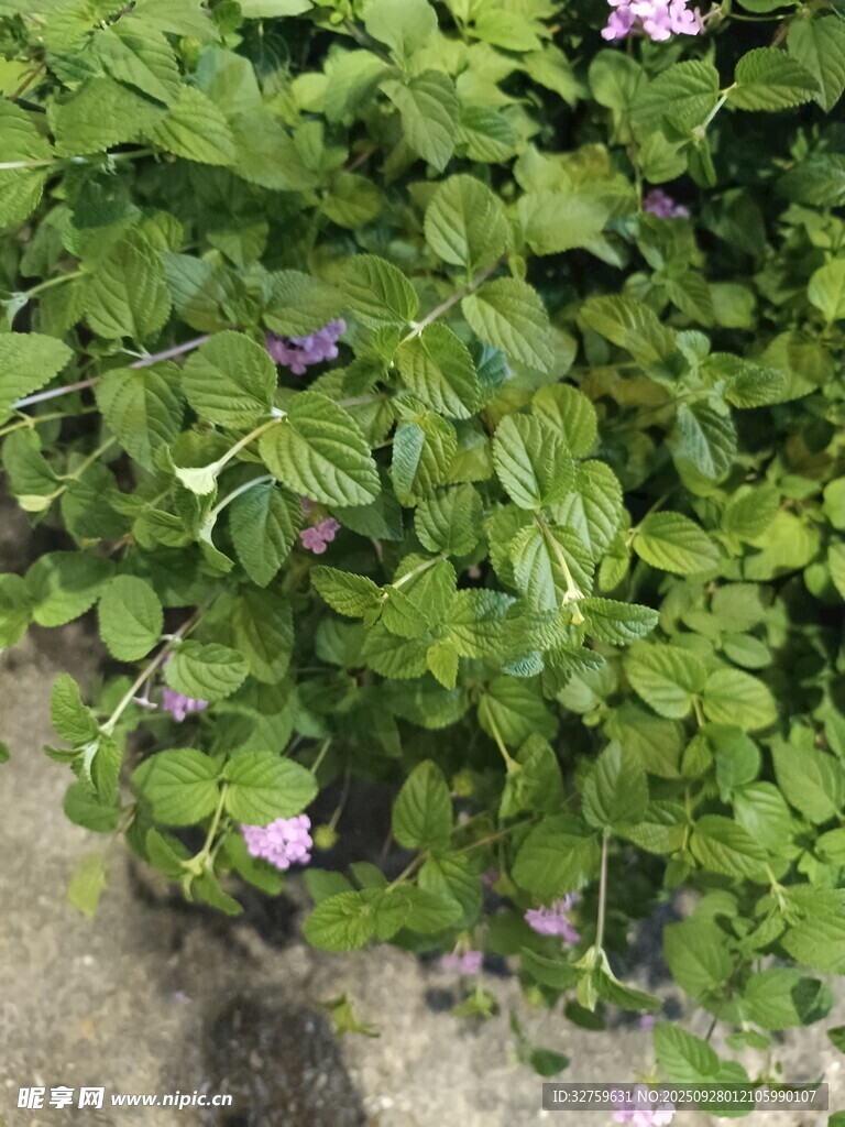 绿叶丛中的紫色小花