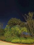 夜晚路边的葱郁绿植
