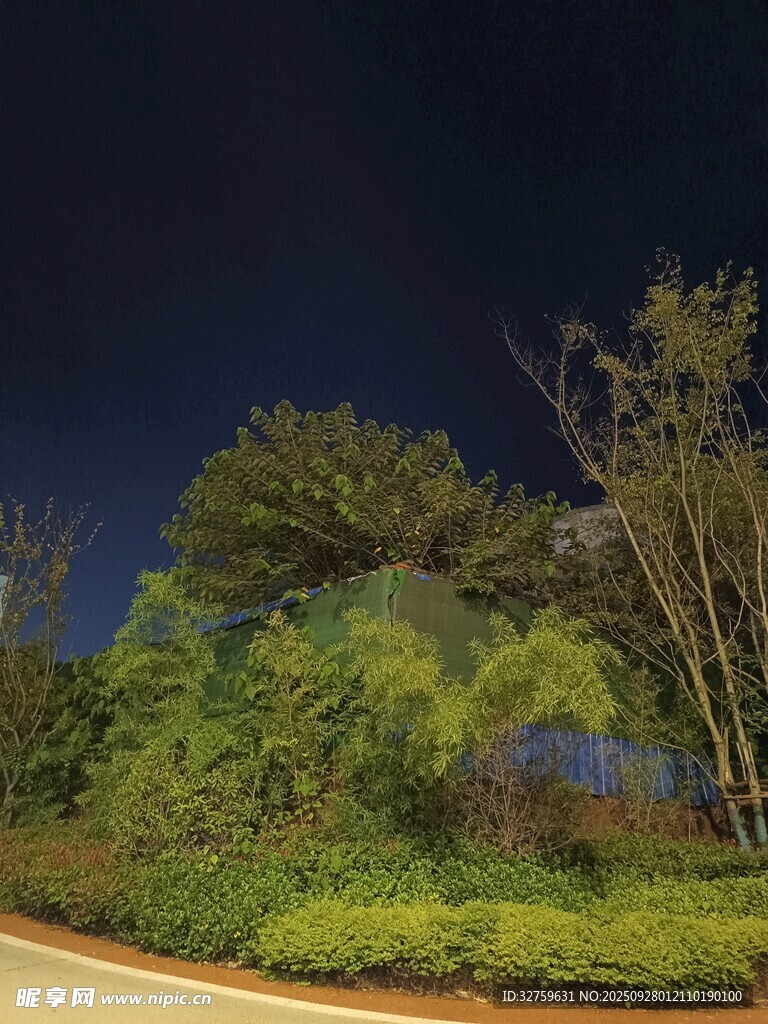 夜晚路边的葱郁绿植