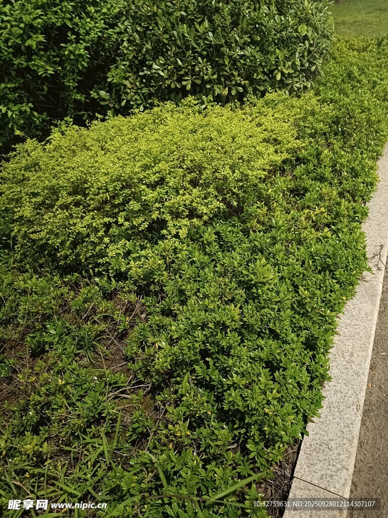 整齐绿植景观