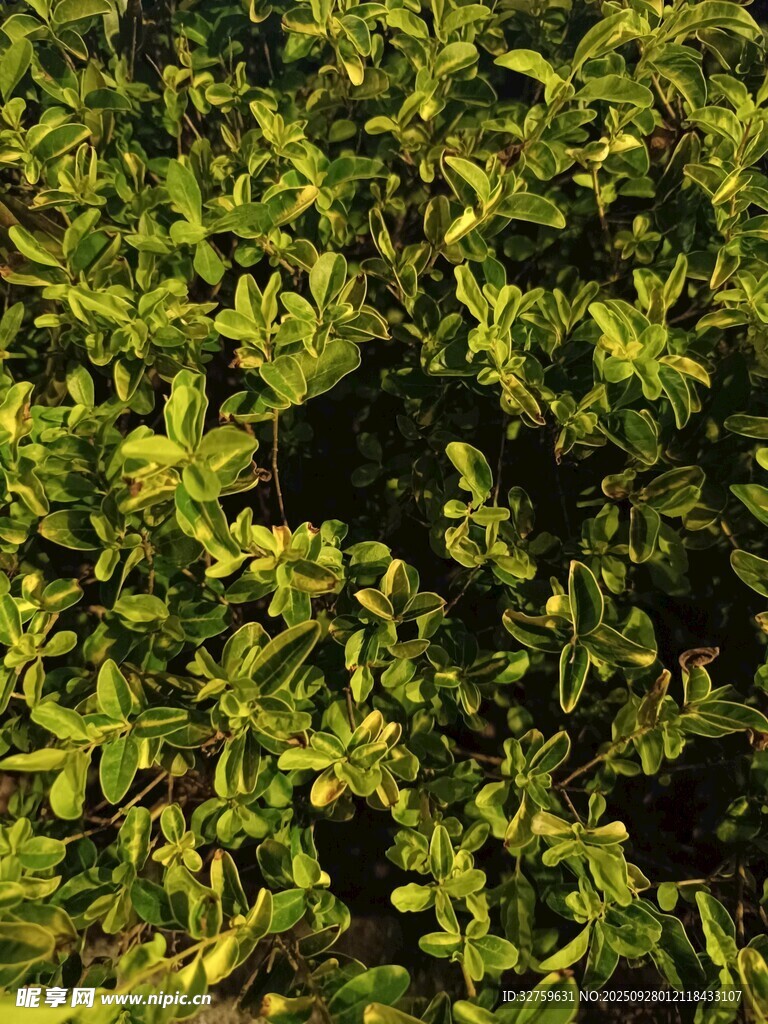 翠绿繁茂的灌木丛