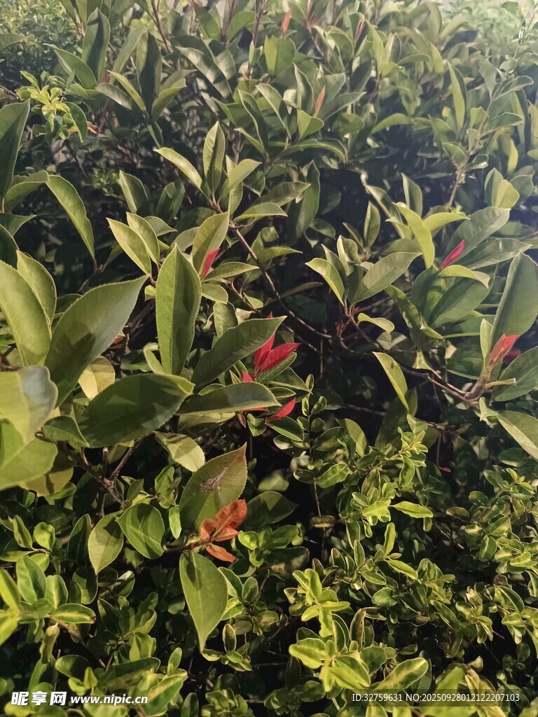 绿叶丛中点点红花