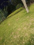 户外草地与树木景观