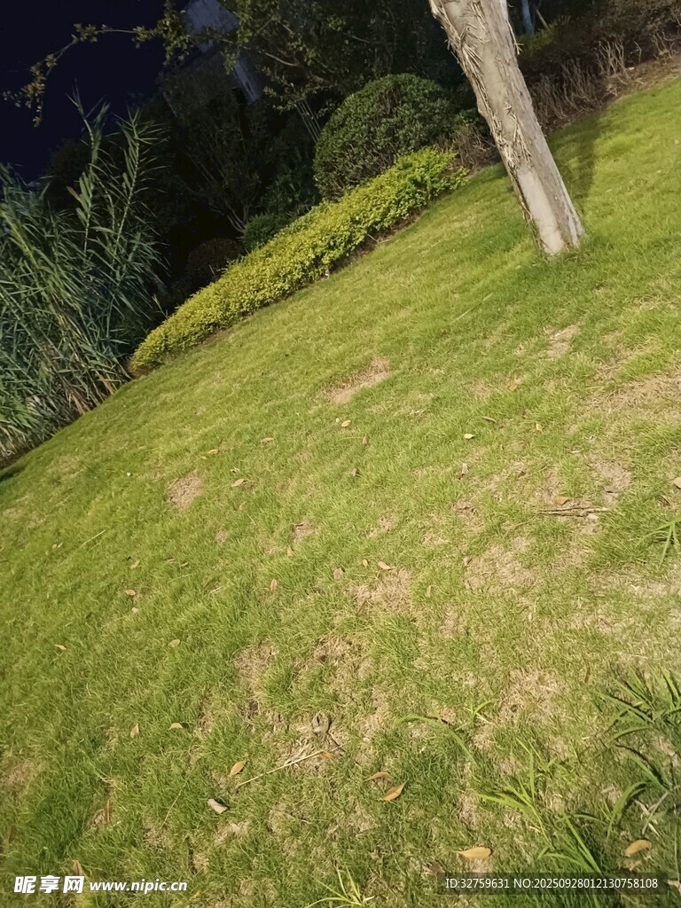 户外草地与树木景观