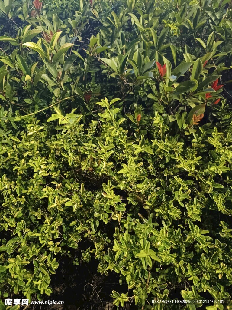 翠绿繁茂的灌木丛