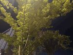 夜晚中的葱郁绿树
