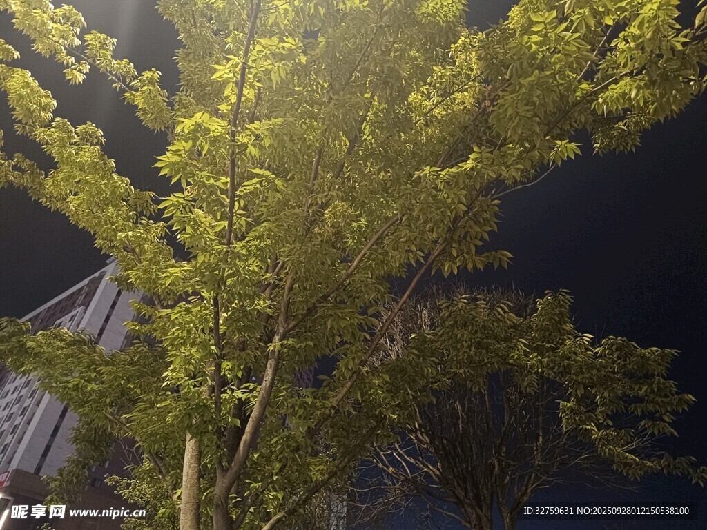 夜晚中的葱郁绿树