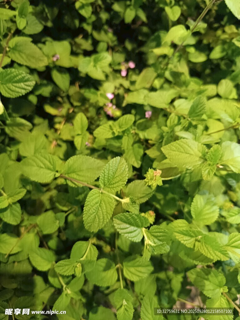 翠绿叶片的生机景象